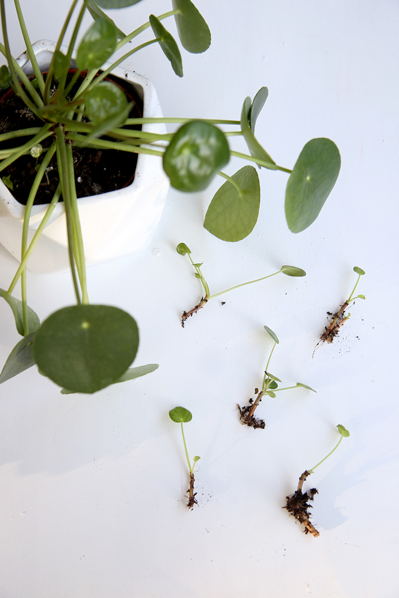 pflanzen-pilea-ufopflanze-geldbaum-stecklinge-ableger
